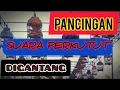 Download Lagu PANCINGAN SUARA PERKUTUT🌟BANYAK MACAM SUARA PERKUTUT DI GANTANGAN COCOK UNTUK PANCINGAN