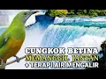 Download Lagu CUCAK CUNGKOK BETINA MEMANGGIL JANTAN + TERAPI AIR ⚡Ampuh Atasi cungkok macet