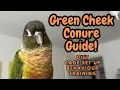 Green Cheek Conure Guide Conure Care Guide Diet Cage Behaviour Training TheParrotTeacher