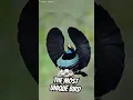 Download Lagu The Most Unique Bird in the World.