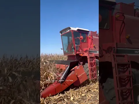 INTERNATIONAL 1460 Combine #bigtractorpower #caseih #combine