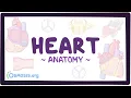 Download Lagu Anatomy of the heart