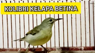 Burung Kolibri Kelapa Betina gacor Memanggil Jantan@faxxybird