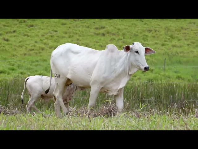 Novilha Nelore ACSM - 221