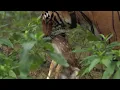 Download Lagu Tiger Hunts Lone Baby Deer | BBC Earth