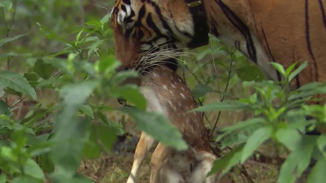 Tiger Hunts Lone Baby Deer | BBC Earth