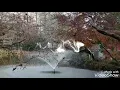 【俺たちの旅】井の頭公園