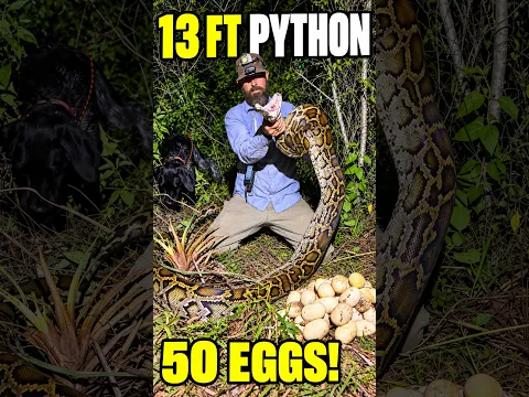 We Found a 13-Foot Python Sitting on 50 Eggs