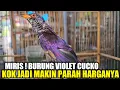 Lagu REJEKI TAHUN BARU ! NEMU BURUNG VIOLET CUCKO PALING DICARI TERNYATA JADI CUMA SEGINI HARGANYA