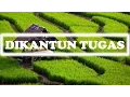 Download Lagu [DIKANTUN TUGAS] SUNDANESE INSTRUMENTALIA | DEGUNG SUNDA | INDONESIAN TRADITIONAL MUSIC