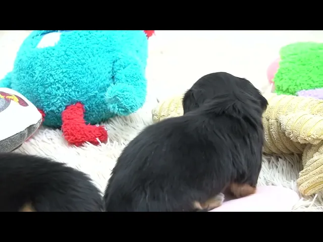 動画