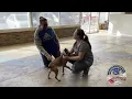Peanut s Owners Reunion Frenchie Beagle Mix