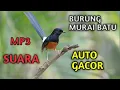 Download Lagu mp3 Suara Burung Murai Batu Gacor