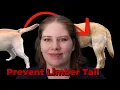 Tail Suddenly Limp Vet Covers Limber Tail