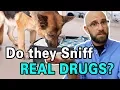 Are Drug Sniffing Dogs Trained By Sniffing Drugs