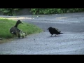 Lagu Mama Duck Fights Crows Attacking Baby Ducklings