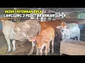 Lagu REZEKI PETERNAK DESA PANEN 3 PEDET BRAHMAN F2 SUPER❗️