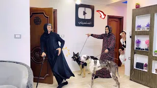 لما امك تجيب كلاب البيت علشان تطفش الجده السلسيلي 