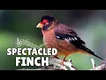 Download Lagu Rare Himalayan Finch Song That STOPS Every Birder - This Call is INSANE!