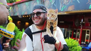 the city of cats istanbul