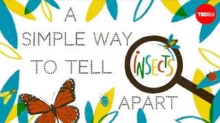 Download A simple way to tell insects apart - Anika Hazra MP3
