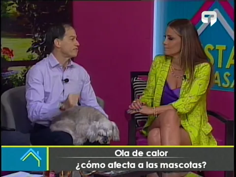 Ola de calor ¿Cómo afecta a las mascotas?