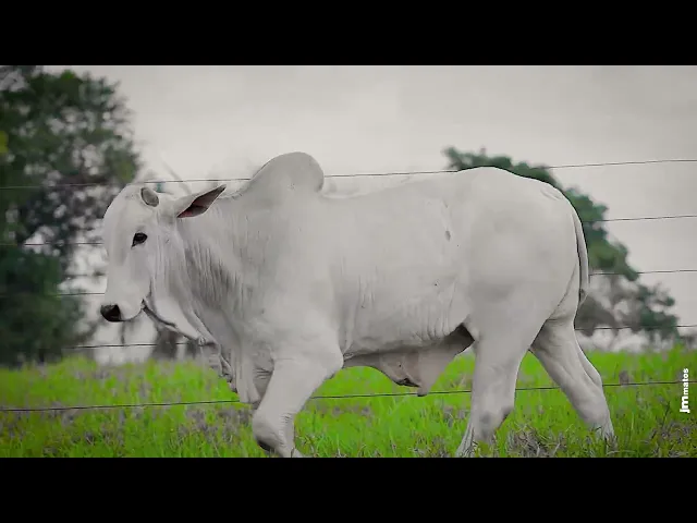 Garrote Nelore AFOM - 5480