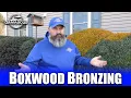 Boxwood Bronzing