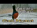 Download Lagu TERLALU KALAU GAK NYAUT,, MURAI BATU MACET BUNYI , STRES,, LANGSUNG NYAMBER IKUTAAN GACOR