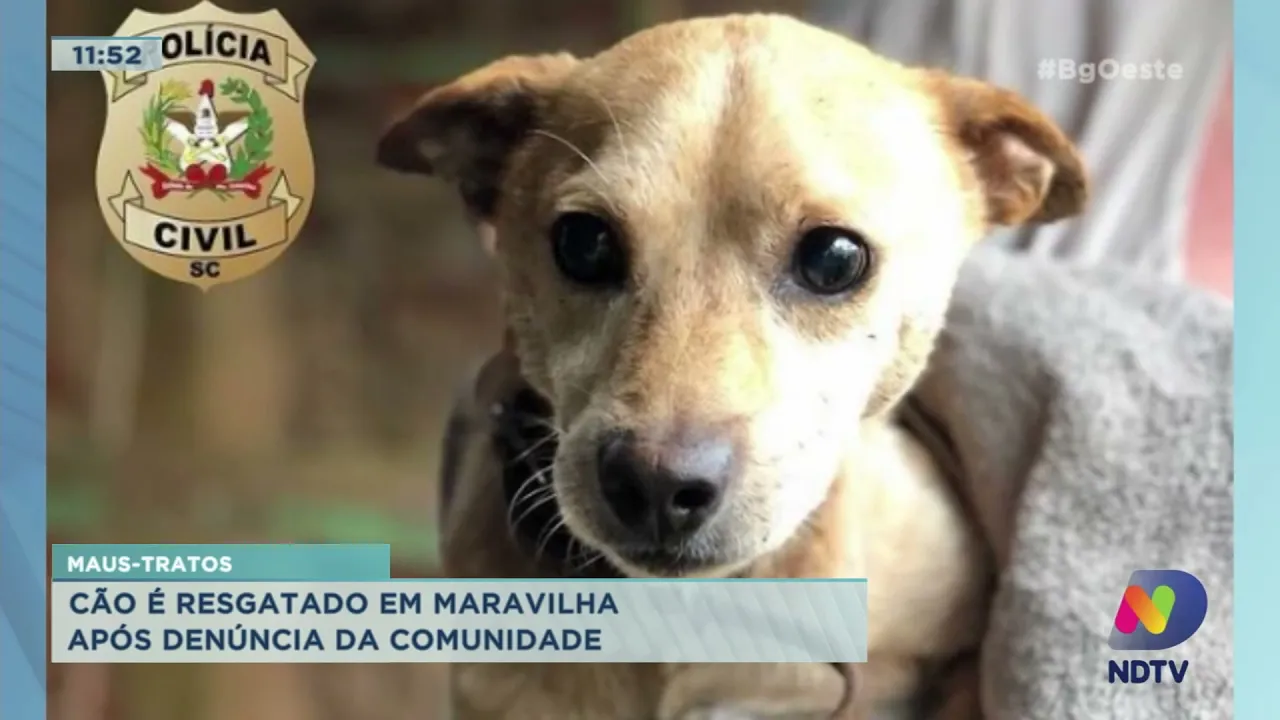 Maus-tratos: cão é resgatado em Maravilha após denúncia da comunidade