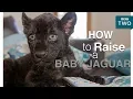 Download Lagu How to raise a baby jaguar - Big Cats about the house - BBC
