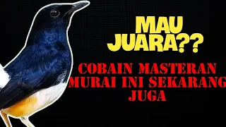 mau juara cobain masteran murai full suara kasaran dan tembakan kinoi ini