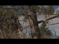 Christmas tree-cutting permits on sale for Colorado forests
