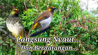 suara burung cucak wilis pikat langsung nyaut berdatangan