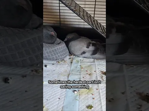 Rescuing a Pigeon π¦ββ¬