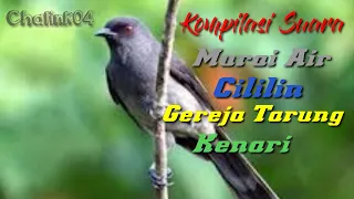 Download Masteran...Kompilasi suara Burung paling joss.. MP3