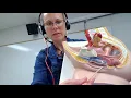 Biology 2020 Lab 12 Reproductive System Quiz Question