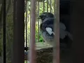 suara sikatan emas jantan gacor