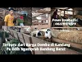 Lagu Terbaru Harga Domba di Kandang Pa Odih Ngamprah Bandung Barat#domba 082219370379