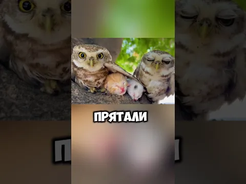 Совы украли котят у кошки и заботились о них