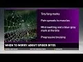 When To Worry About Spider Bites - Pediatric Expert Tips