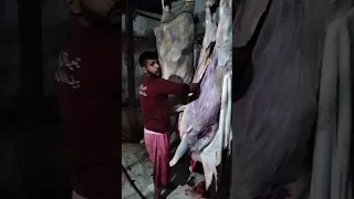 اخطر معلم الباشا الهند اروع شغل الثقيل في الونش استخراج جلد من داخل ضهري العجل بكل سهوله باكستاني 