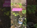 Download Lagu Akhirnya setelah penantian panjang hehhee 🌶🌶🌶 #berkebun #tanamancabe #caberawit