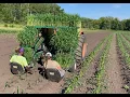 Transplanting Corn for the 2022 Foodshelf Project