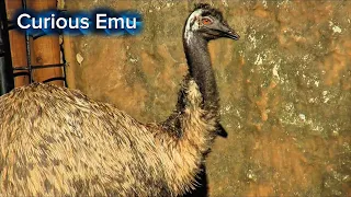 The Curious Emu Up Close
