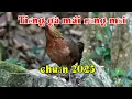 Lagu Tiếng gà mái rừng mồi gọi trống chuẩn mới nhất 2025