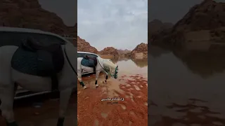 لبيه لبيه يالغالي شوفك عن الناس يكفيني محمد فهد ابوحويط 