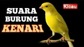 Download MASTERAN BURUNG KENARI +  Isian..  Cocok buat burung yang moggok buyi.. MP3