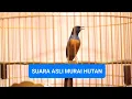 Download Lagu SUARA MURAI BATU HUTAN ASLI
