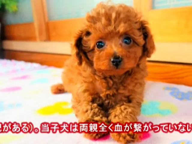 熊本県のティーカッププードル 女の子 11 03生まれ レッド 子犬id ブリーダーナビ